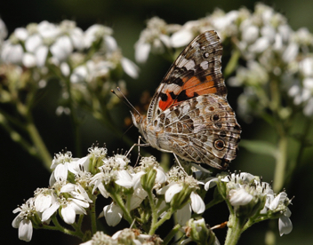 Painted Lady